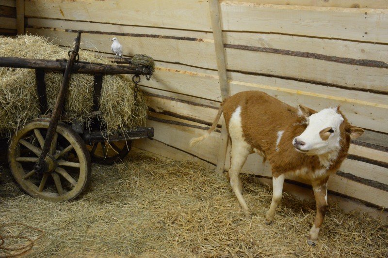 Švýcárna - interaktivní muzeum starokladrubského koně