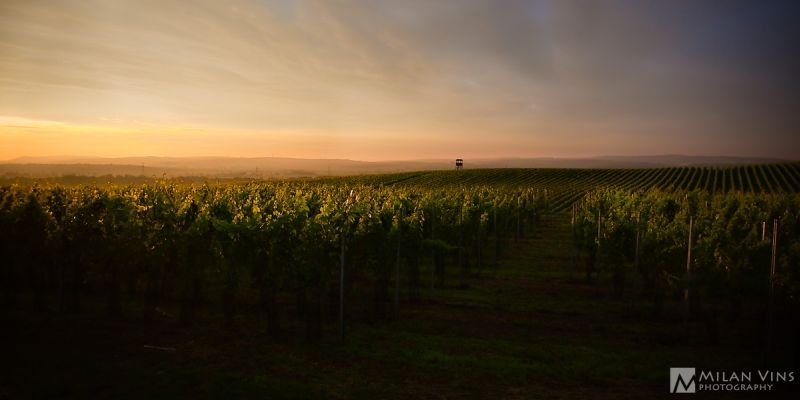 Vinařství U Kapličky - restaurace