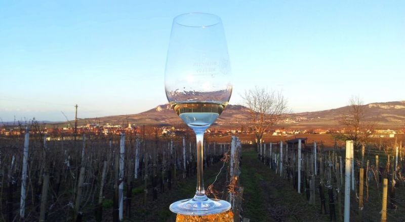 Vinařství Mikrosvín Mikulov, sklepy Dolní Dunajovice