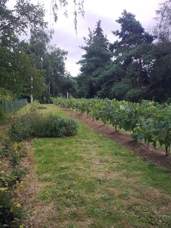 Vinotéka Tetín - Víno Hruška