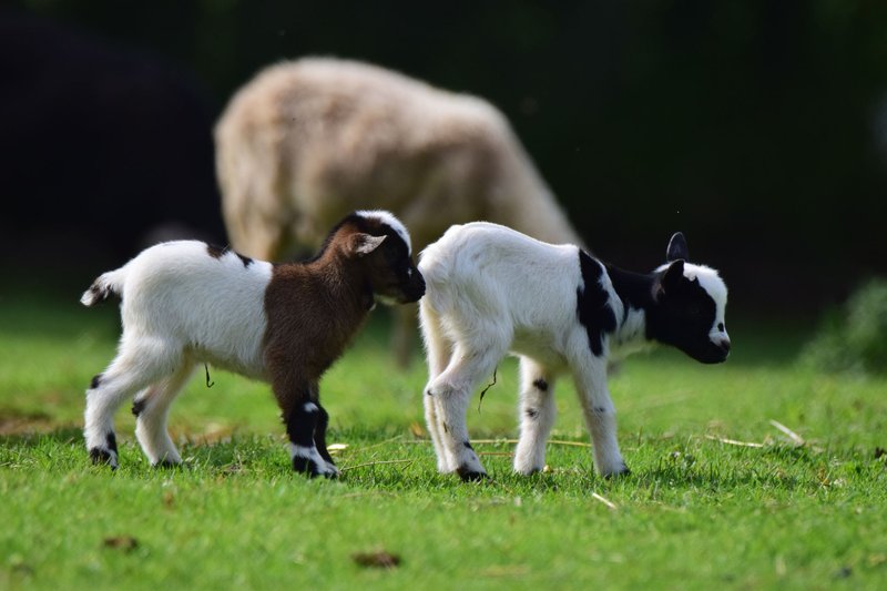 Zoopark Na Hrádečku
